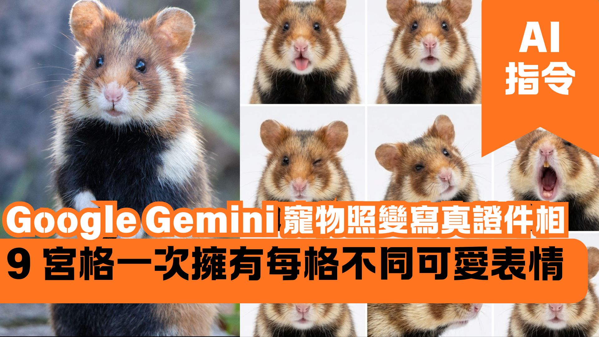 Google Gemini 寵物照變寫真證件相 9 宮格一次擁有每格不同可愛表情